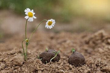 Guerrilla gardening. Chamomile wild flowers Plants sprouting from a seed ball. Seed bombs on dry...