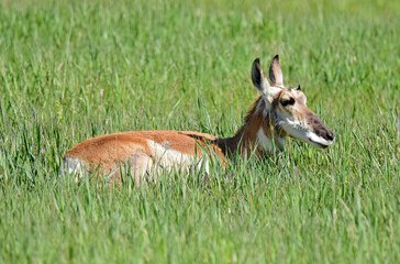 close up of injured pronghorn resting in the  meadow in grand teton national park, wyoming