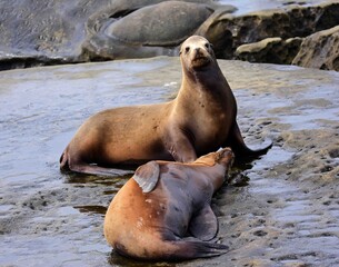 Naklejka premium two sea lions resting on the cliffs at la jolla cove, near san diego, california 
