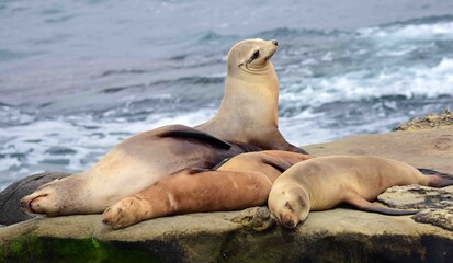Obraz premium sea lions resting on the cliffs at la jolla cove, near san diego, california