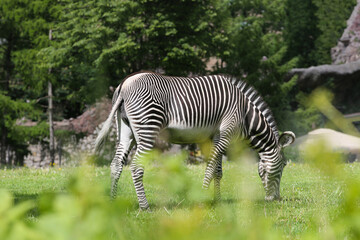 Fototapeta na wymiar Animal zebra grazes on the grass in the zoo.