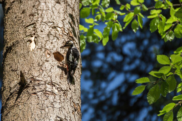 Ein Buntspecht an seinem Nest im Baum