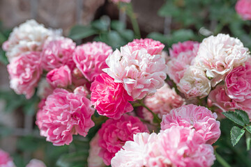 Climbing curly terry garden rose close-up on a gabion fence. Soft focus
