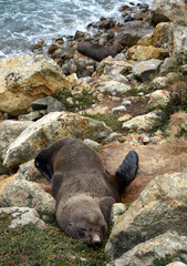 new zealand fur seal sleeping on the rocks of the mole breakwater at aromoana beach near dunedin, on the south island of new zealand