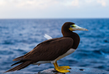 Portrait of a brown booby bird (Sula leucogaster) sitting on a ship in the ocean, close-up. - Powered by Adobe