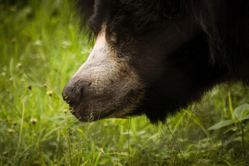 black bear