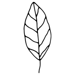 A vector image of the outline of a tree leaf. A sketch. Hand-drawn. Design of posters, postcards, invitations, design of weddings, holidays, decor, prints, textiles, wallpapers, tatoo, fabrics.