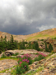 Obraz premium stormy skies, mountain scenery, forests, and pretty pink fireweed wildflowers in james peak wilderness area, near rollinsville, colorado