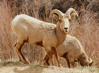 rocky mountain bighorn sheep ewes grazing along the south platte river in waterton canyon,...