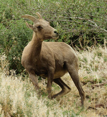     rocky mountain bighorn sheep ewe grazing in the shrubs above waterton canyon, near littleton colorado      