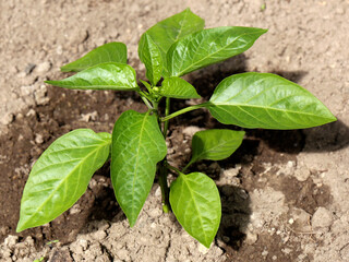 Sweet pepper seedling growing on the ground, young bell pepper plant in vegetable bed

