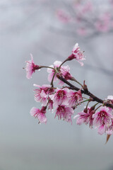 pink cherry blossom in spring