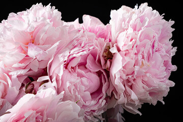 peony on the black background