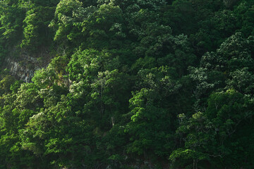 Obraz premium natural freshness wall of green trees that grows on the hill's slope in morning sun shine back light with some shade and shadow
