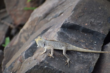 chameleon on a rock like ke ladki aakh mare aakh mare ke ladki aakh mare 