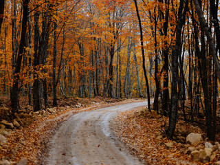 Forest road trees autumn nature travel