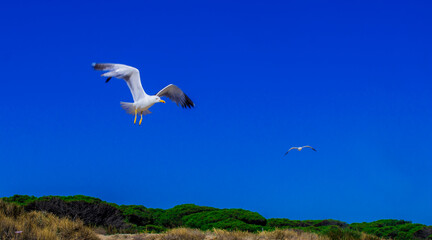 Seagulls flying on the beach