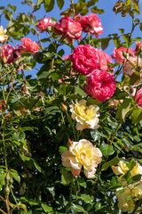 Red and Yellow Roses on the Branch in the Garden