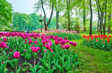 Among the colorful tulip flower beds of Taras Shevchenko Park, Kyiv, Ukraine - obrazy, fototapety, plakaty