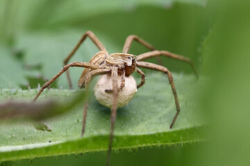 Laying-carrying Pisaura mirabilis on the margins of a prairie