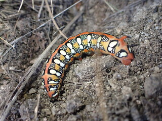 A little red, orage, white-spotted caterpillar on the forest floor