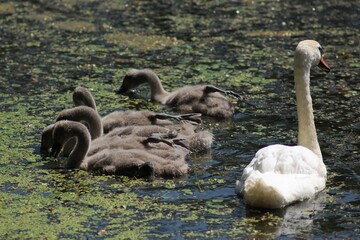 Swan Family on the Lake