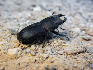 Side view of a black beetle on the forest floor, close up view of a black horned beetle
