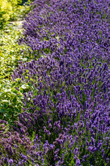  the blooming lavender flowers in Provence, near Sault, France