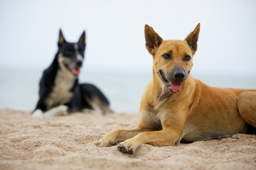 Fototapeta na wymiar Dogs Laying On The Beach, Hua Hin District, Thailand.