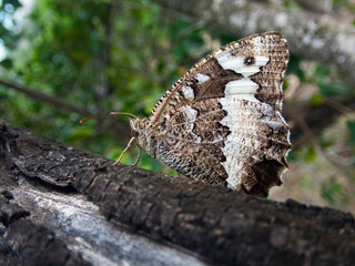 Side view of a brown butterfly on a pine tree, macro shot of a meadow  brown butterfly