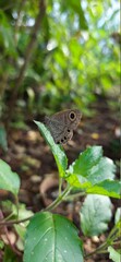 Small beautiful  butterfly sitting  on basil plant leaf  in the garden, a macro  photo