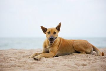 Dog Laying On The Beach, Hua Hin District, Thailand.