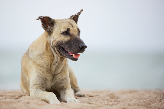 Dog Laying On The Beach, Hua Hin District, Thailand.