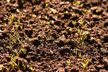 Green growth of seeds in the garden in the morning sun