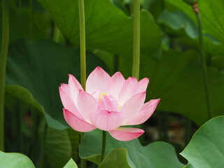 Fototapeta premium ハス