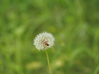 タンポポの綿毛