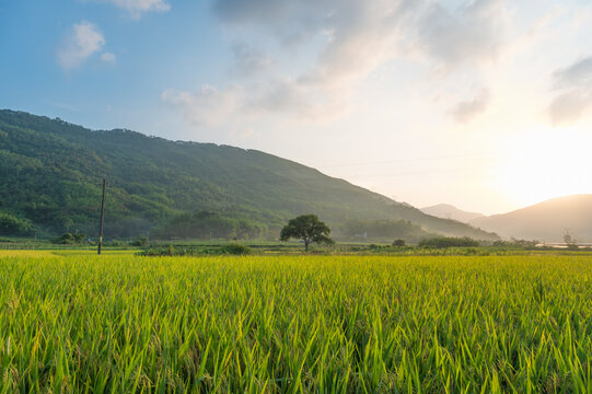 Beautiful scenery of rural rice fields