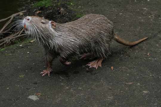 Proud nutria walking on pavement
