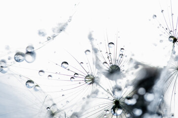 Beautiful dew drops on a dandelion seed macro. Beautiful soft background. Water drops on a parachutes dandelion. Copy space. soft focus on water droplets. circular shape, abstract background - obrazy, fototapety, plakaty