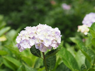 紫陽花