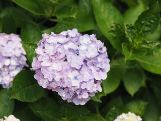 紫陽花