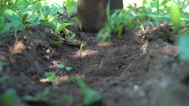 Digging a hole - close up. farming, opening holes in the soild.
Agriculture. planting
