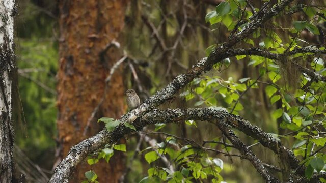 Lesser whitethroat perched in lush Swedish summer forest