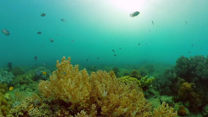 Marine scuba diving. Underwater colorful tropical coral reef seascape. Philippines.