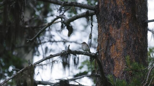 closeview of a Lesser whitethroat perched on pine branch in Swedish forest
