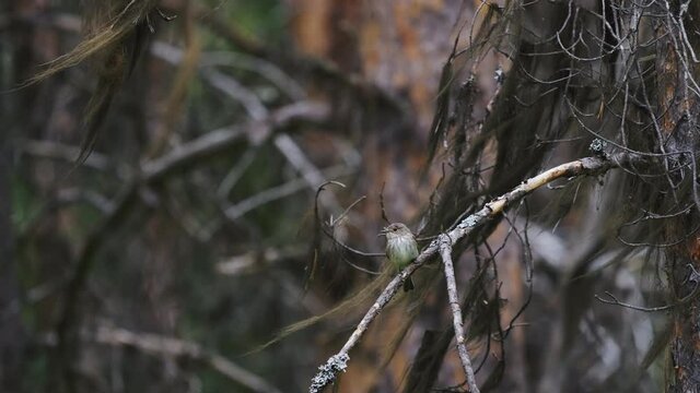 Lesser whitethroat perched on a branch on the north swedish woods
