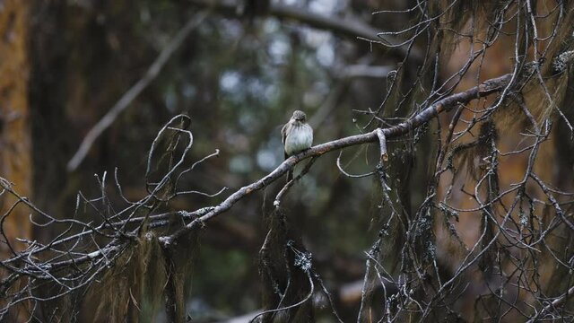 Lesser whitethroat bird (Curruca curruca) perched on a branch. closeup view