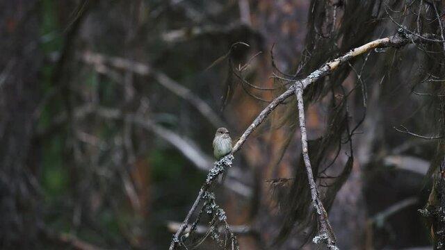 Lesser whitethroat (Curruca) perched on a branch on the north swedish woods