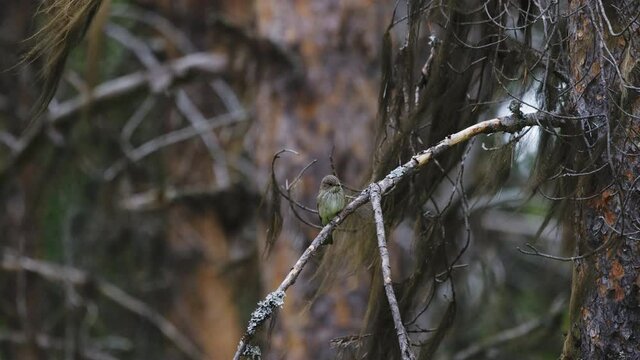 small Lesser whitethroat perched on a branch and then fly away