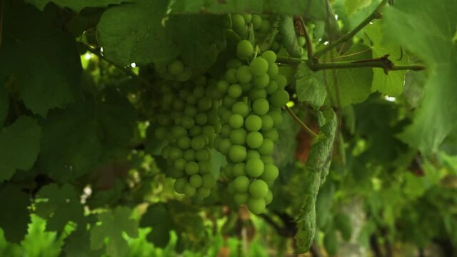 Close up view of vine of green bunch of grapes